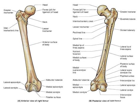 femur bone | Femur bone, Anatomy bones, Basic anatomy and physiology