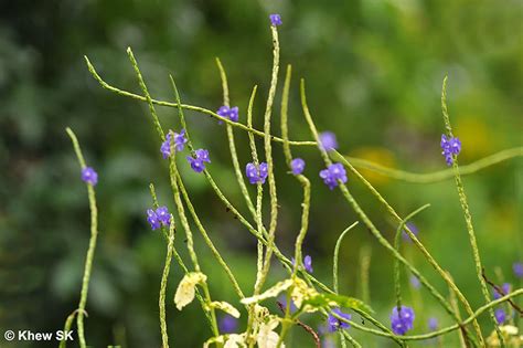 Butterflies of Singapore: Favourite Nectaring Plants