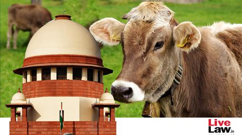 Prohibition Of Cow Slaughter To Be Decided By Legislature, Court Can't Compel Law Making ...