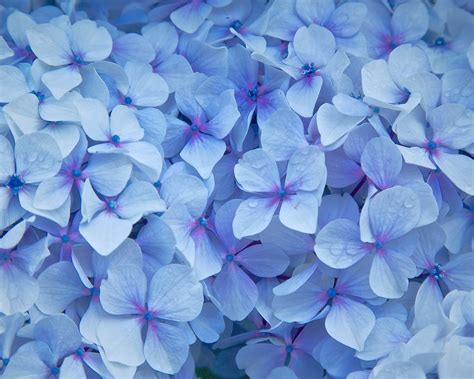 Blue hydrangea flowers, petals, water droplets Wallpaper | 1280x1024 ...