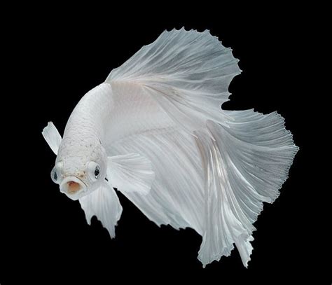 White Betta Fish Care Guide - Your Aquarium Place