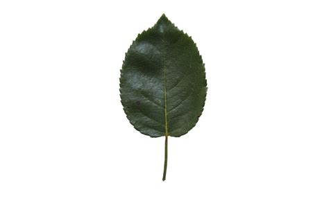 Birch leaf texture | Free Cut Out people, trees and leaves