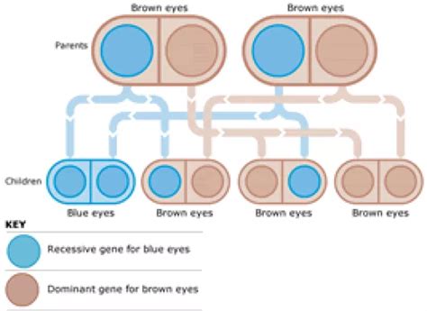 Hazel Eye Color Genetics Chart