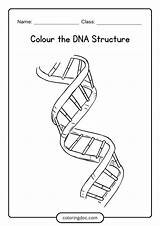 DNA Coloring Worksheet  7 Free Printable Diagram Activity sketch template