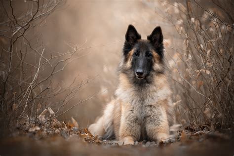 Download Malinois Dog Animal Belgian Shepherd HD Wallpaper