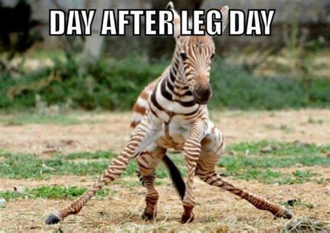 Day After Leg Day | Memes | BMI Calculator