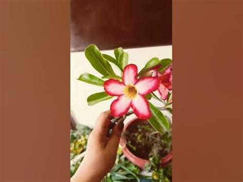 Adenium Desert Rose propagation - YouTube