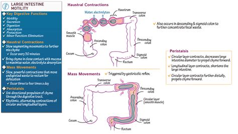 Physiology: Motility in the Large Intestine | ditki medical ...