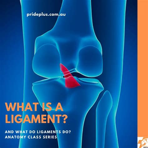 What Is A Ligament? | Pride Podiatry