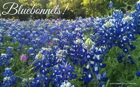 Celebrating Texas Bluebonnets – Discover Texas