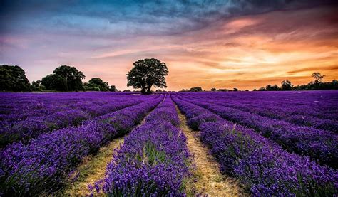 Take a trip to one of these stunning English lavender fields now open ...