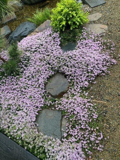 13 Best Types of Creeping Thyme Varieties | Balcony Garden Web