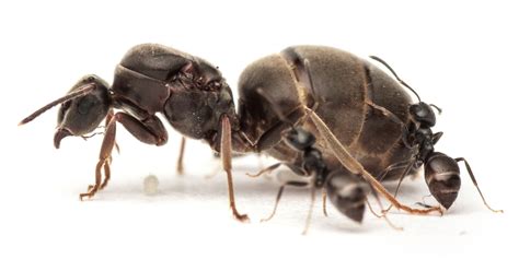 Ant Queens Boost Their Immune System with Sex