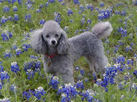 A Guide to Living With & Training a Fearful Poodles Copy - Online Dog Training | Miniture poodle ...