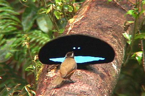 Pour l’oiseau de paradis, noir c’est noir