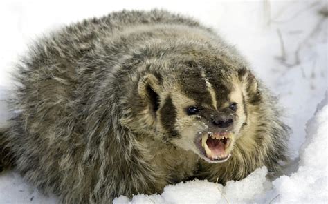 Angry Badger North American Animals, Angry Animals, Wild Animals, Uw Madison, Honey Badger ...