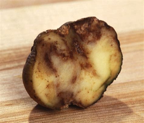 Scientists Finally Pinpoint the Pathogen That Caused the Irish Potato ...