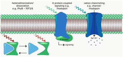 What is Optogenetics? › opto biolabs