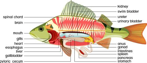 Parts Of A Fish Anatomy