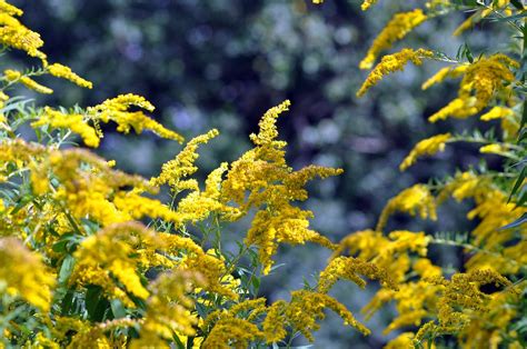 Goldenrod Flowers Plant - Free photo on Pixabay - Pixabay