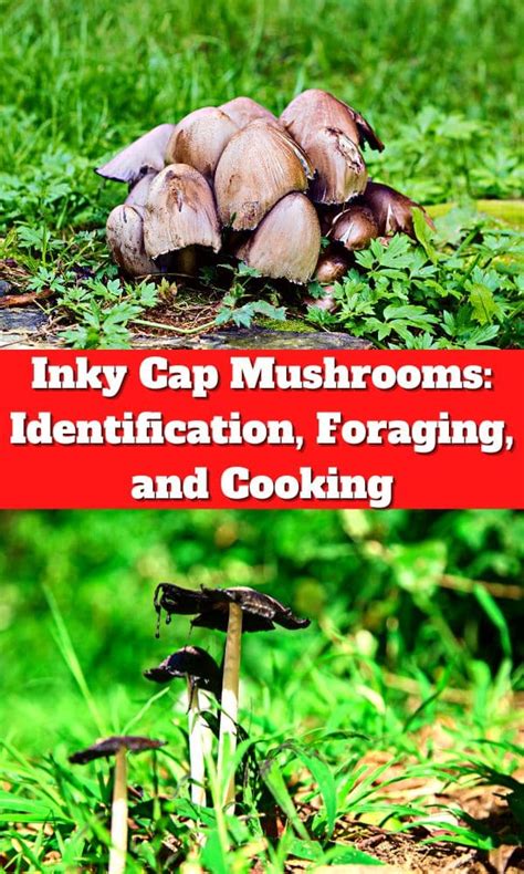 Inky Cap Mushrooms: Identification, Foraging, and Cooking - Mushroom ...