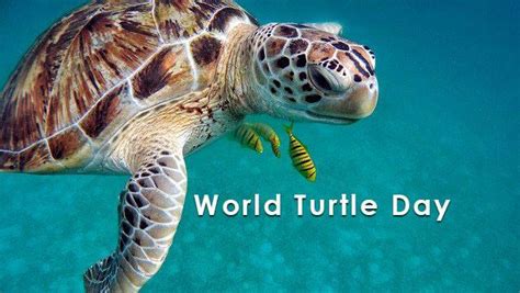 World Turtle Day: History, Celebration, & Themes | Earth Reminder