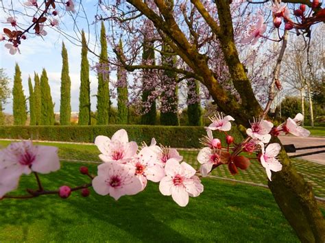 almond-tree-blossom-looks-awesome