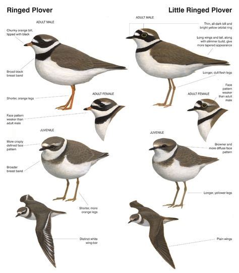 36 Best Birds_Plover images | Bird identification, Shorebirds, Baby photos