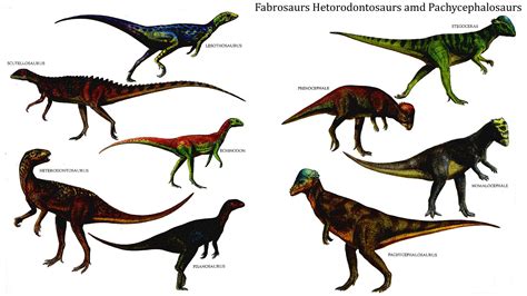 Fabrosaurs Hetorodontosaurs And Pachycephalosaurs - Herbivore Dinosaurs