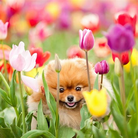 Puppies And Flowers Wallpapers (63+ images)