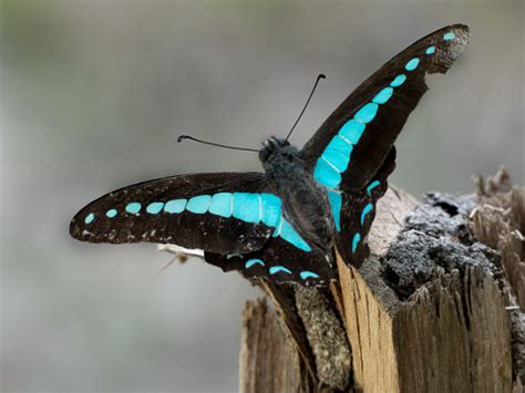 Blue Triangle Butterfly Stock Photo - Download Image Now - iStock