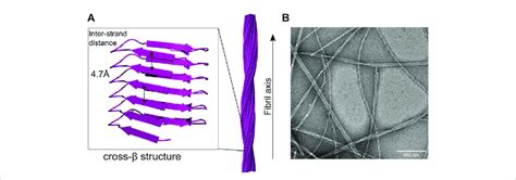 Cross-beta and fibril structure of amyloid fibrils (A) in the fibril,... | Download Scientific ...