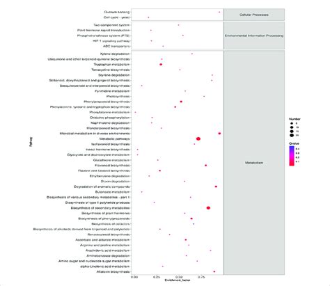 KEGG metabolic pathway enrichment analysis of the differential ...