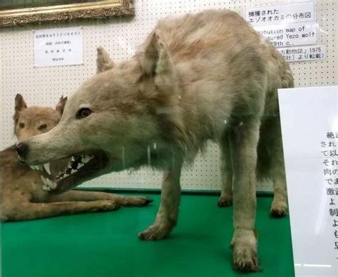 List Of Extinct Wolves, From Dire Wolf to the Japanese Wolf