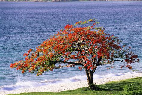 Flamboyant Tree Photograph by David Nunuk