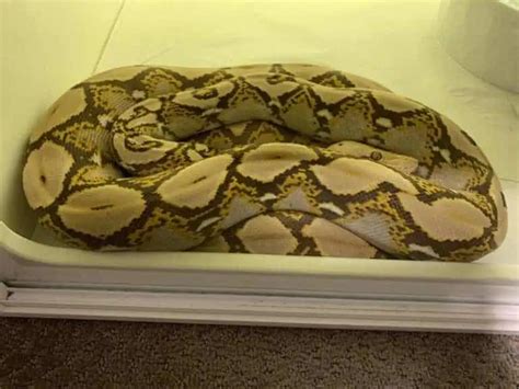 15 Cool Reticulated Python Morphs With Pictures