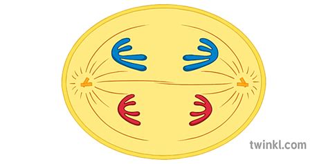 Anaphase I Meiosis Illustration