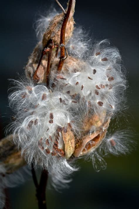 Milkweed Pod - close up | Milkweed pods, Milkweed, Seed pods