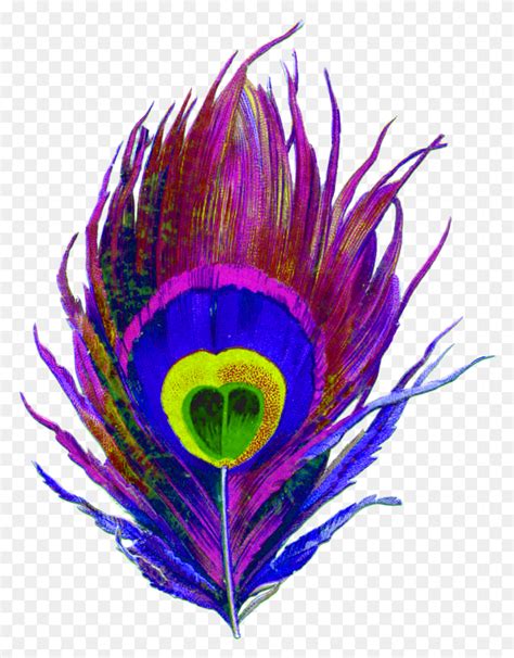 Purple, Peacock, Bird, Feather, Colorful, Eye, Designs - Peacock Feather PNG - FlyClipart