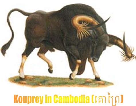 DynamicCambodia: Kouprey - គោព្រៃ, “Rarest Wild Animal in Cambodia”