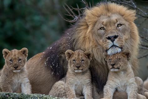 Kari LikeLikes: Lion Pride #nature #animals