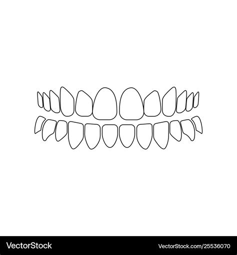 Teeth outline Royalty Free Vector Image - VectorStock