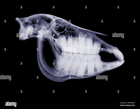 Horse Club Foot X Ray