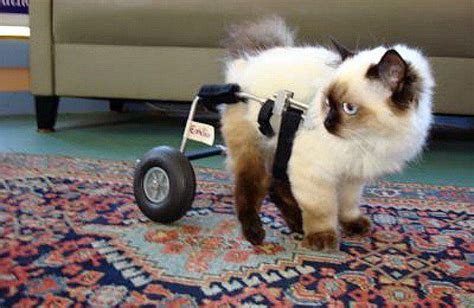 Cat wheelchairs can help cats with mobility problems, and some pet insurance companies will even ...