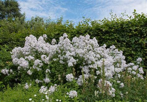 10 Different Types of Bellflower Varieties - Garden Lovers Club