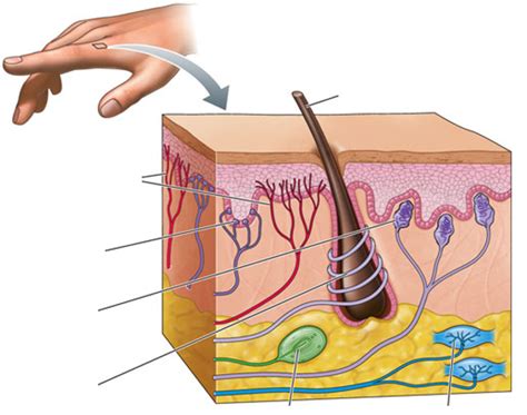 Sensory Receptors Diagram