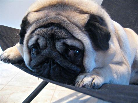 Pug Dog Breed » Information, Pictures, & More