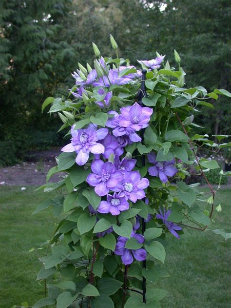 Blue Light Clematis, flowering vine | Flowers to Grow | Pinterest ...