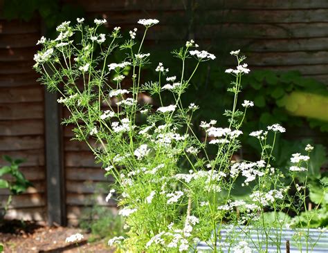 Mark's Veg Plot: Coriander / Cilantro