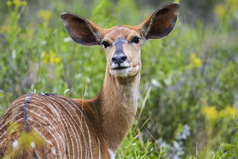 Nyala | Photo by: Debs Lovell Guests of #66 | Kudu Private Nature Reserve | Flickr